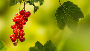 Succulent Red Currants Hanging On Branch Wallpaper