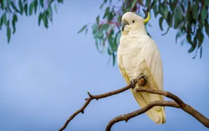 Sulphur Crested Cockatoo Perched Wallpaper