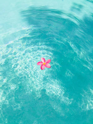 Summer Aesthetic Flower On Water Wallpaper