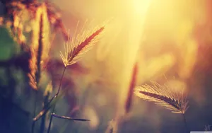 Summer Afternoon Wallpaper