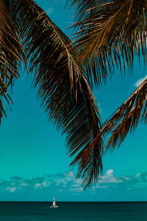 Summer Coconut Palm Tree And Sea Wallpaper