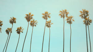 Summer Coconut Trees Wallpaper