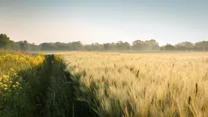Summer Field Wallpaper