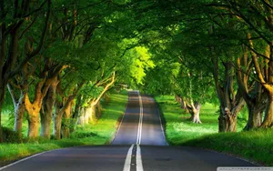 Summer Road Trees Wallpaper