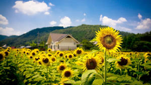 Summer Season Detailed Sunflower Photograph Wallpaper