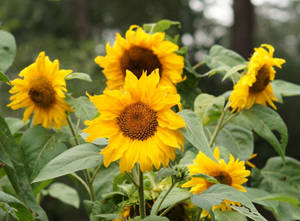 Summer Sunflowers Wallpaper