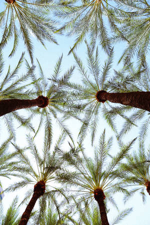 Summertime Fern Palm Trees Wallpaper