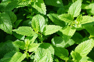 Sun Ray Mint Plant Wallpaper