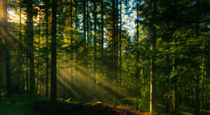 Sun Rays From Forest Desktop Wallpaper