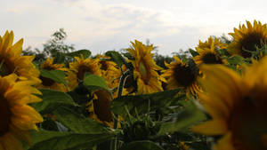 Sunflower Aesthetic And White Clouds Wallpaper