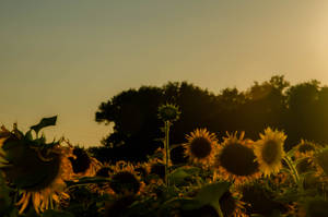 Sunflower Aesthetic Farm Wallpaper