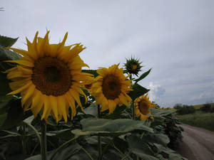 Sunflower Aesthetic In Road Wallpaper