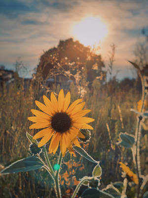 Sunflower Aesthetic With The Sun Wallpaper