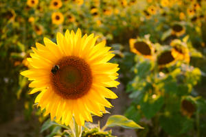 Sunflower And Bee Mac 4k Wallpaper