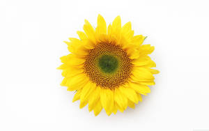 Sunflower Bloom Wallpaper