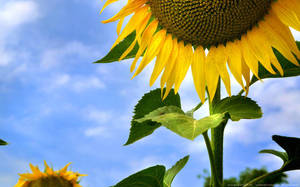 Sunflower Blossom Wallpaper