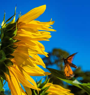 Sunflower_ Butterfly_ Dance.jpg Wallpaper