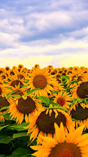 Sunflower Field Bright Skies Wallpaper