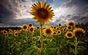 Sunflower Field Halo Effect Wallpaper