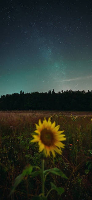 Sunflower On Field Aesthetic Iphone 11 Wallpaper