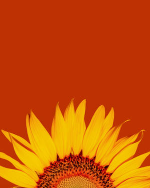 Sunflower Petals Wallpaper