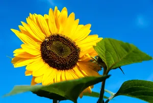 Sunflower's Green Leaves Wallpaper