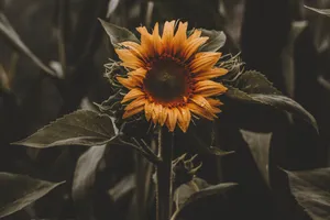 Sunflower Vintage Wallpaper