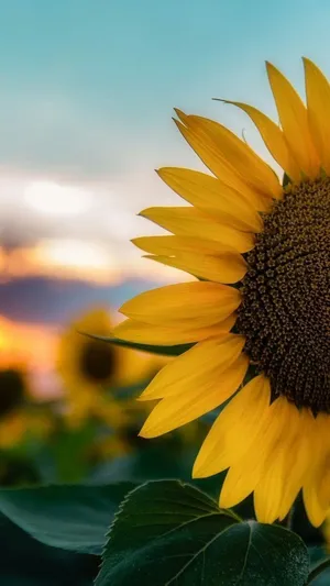 Sunflowers At Sunset Wallpaper Wallpaper