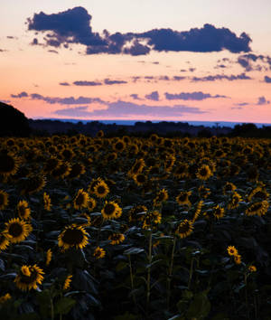 Sunflowers Field And Pink Sky Wallpaper