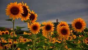 Sunflowers Field Wallpaper