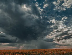 Sunflowers Field Under Cloudy Sky Wallpaper