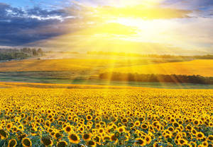 Sunflowers In Summer Season Wallpaper