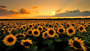 Sunflowers In The Field At Sunset Wallpaper