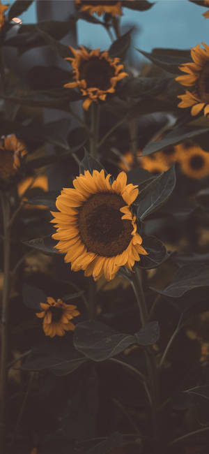 Sunflowers Iphone 11 Cover Wallpaper