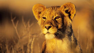 Sunkissed Lion Cub Wallpaper