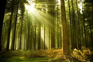 Sunlight And Green Trees Wallpaper