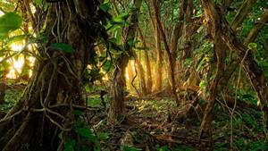Sunlit Tropical Jungle Wallpaper