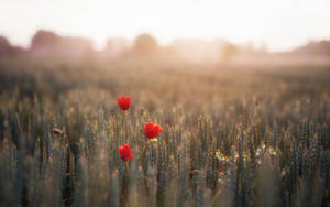 Sunlit Wheat Field With Vivid Red Poppies Wallpaper