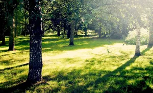 Sunny Days Always Feel So Good! Wallpaper