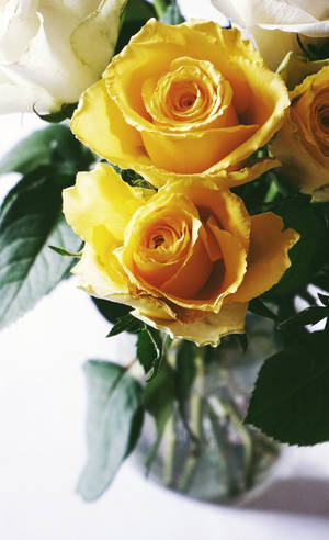 Sunny Yellow Rose Flowers Wallpaper