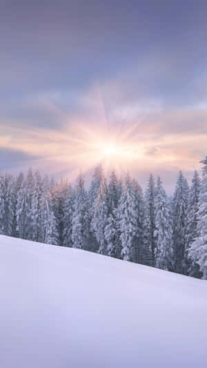 Sunrise Iphone Snowy Forest Wallpaper