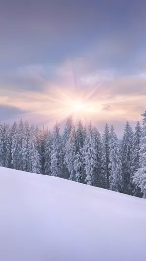 Sunrise Iphone Snowy Forest Wallpaper