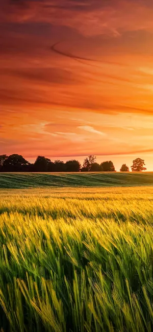 Sunset_ Amber_ Wheat_ Field Wallpaper