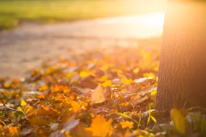 Sunset Fall Desktop Wallpaper
