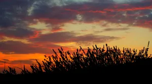 Sunset In Field Wallpaper