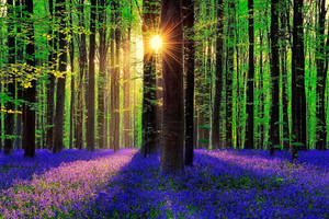 Sunshine Forest Flowers Wallpaper