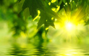 Sunshine Green Plants Wallpaper