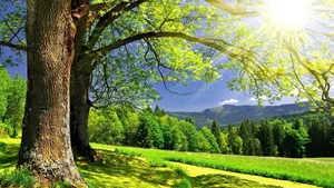 Sunshine Green Scenery Wallpaper