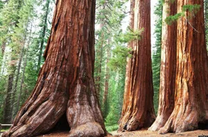 Sunshine In Sequoia National Park Wallpaper