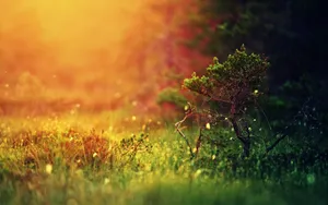 Sunshine Orange Green Wallpaper
